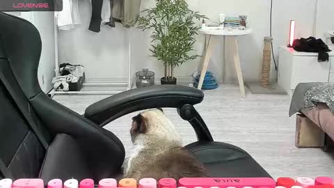 Alis online show from 12/15/25, 08:40