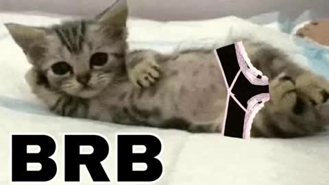 Snapshot of _meowmiko__ chatting on 02/03/26, 10:37 miko3 online show from 02/03/26, 10:37