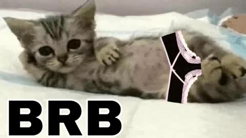 Snapshot of _meowmiko__ chatting on 03/12/26, 09:54 miko3 online show from 03/12/26, 09:54