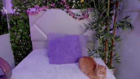 ABBY online show from 11/12/25, 03:56