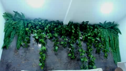 Alice online show from 11/24/25, 05:01