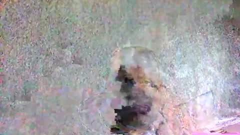 ansem1143 online show from 04/05/26, 02:14