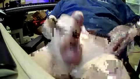 Snapshot of bb5199bb chatting on 12/27/24, 01:00 bb5199bb online show from 12/27/24, 01:00