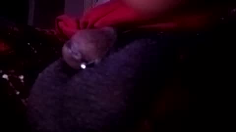 bcfalcon69 online show from 05/14/26, 02:51
