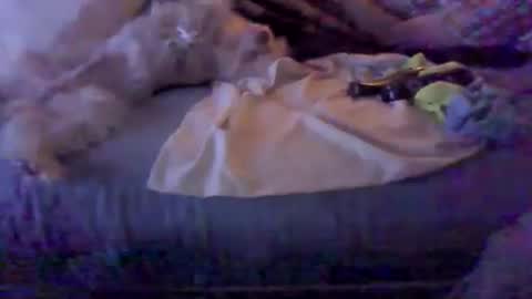 Snapshot of bigbenidick1 chatting on 02/08/26, 03:10 BB online show from 02/08/26, 03:10