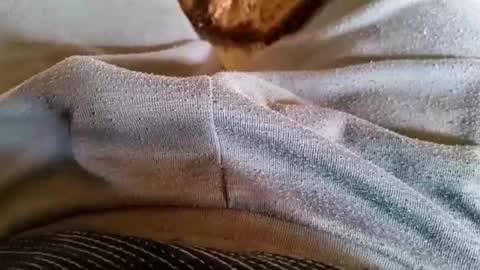 Snapshot of bisasam02 chatting on 03/23/26, 08:51 pocolococo online show from 03/23/26, 08:51