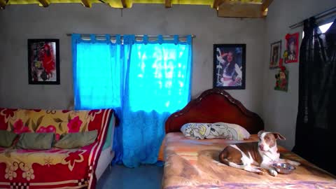 Black Panther online show from 12/18/25, 01:39