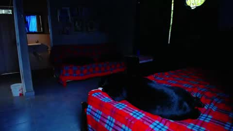 Black Panther online show from 05/01/26, 11:04