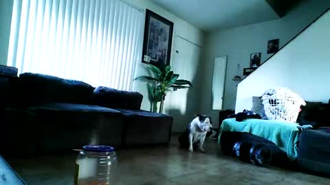 blackriches96 online show from 02/17/25, 03:09