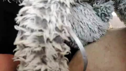 Snapshot of bomberto33 chatting on 02/10/25, 01:55 Bomberto online show from 02/10/25, 01:55