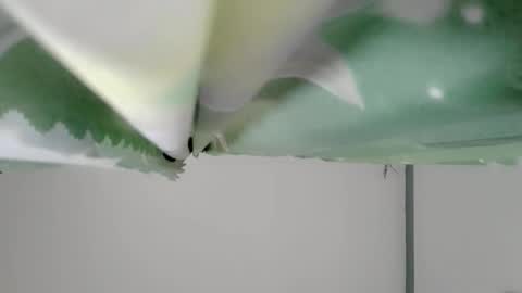 bongga_kaday online show from 09/09/25, 02:33