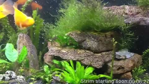 Booker Baxton online show from 12/03/24, 04:03