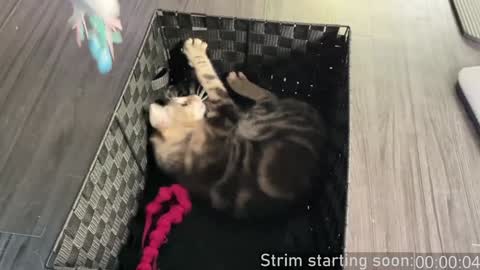 Booker Baxton online show from 12/04/24, 04:10