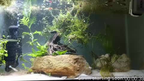 Booker Baxton online show from 12/07/24, 04:09