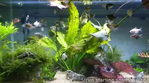 Booker Baxton online show from 12/20/24, 04:09