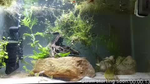 Booker Baxton online show from 12/24/24, 04:11