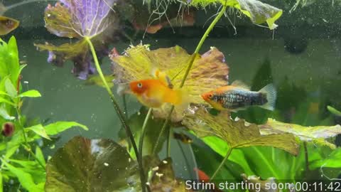 Booker Baxton online show from 01/02/25, 03:58