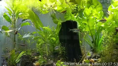 Booker Baxton online show from 01/08/25, 04:02