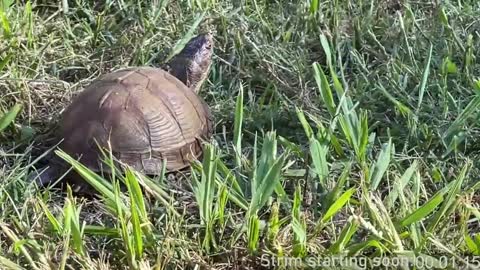 Booker Baxton online show from 01/11/25, 04:06