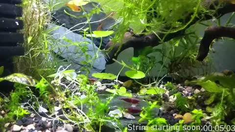 Booker Baxton online show from 01/17/25, 04:06