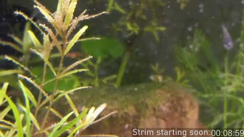 Booker Baxton online show from 01/19/25, 04:01