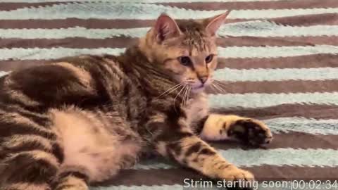 Booker Baxton online show from 02/22/25, 04:07