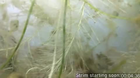 Booker Baxton online show from 02/25/25, 04:03