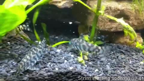 Booker Baxton online show from 03/06/25, 04:08