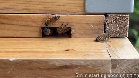 Booker Baxton online show from 09/26/25, 03:10