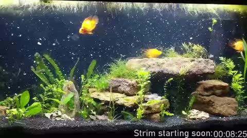 Booker Baxton online show from 09/30/25, 03:00