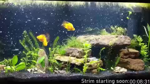 Booker Baxton online show from 10/01/25, 03:01