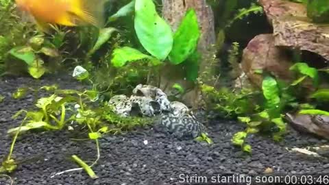 Booker Baxton online show from 10/16/25, 03:07