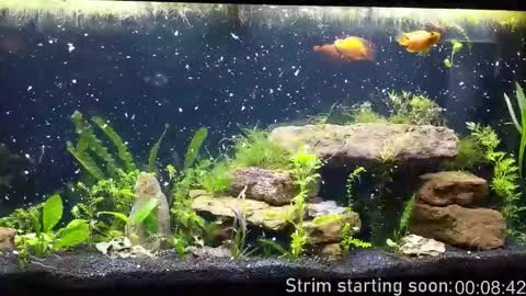 Booker Baxton online show from 10/29/25, 02:58