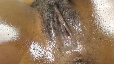 Brownie online show from 07/13/26, 08:00