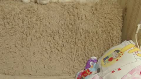 say meow and send tip  online show from 12/26/24, 03:42