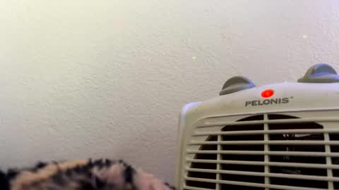 Snapshot of casidy1 chatting on 02/28/25, 07:14 casidy1 online show from 02/28/25, 07:14