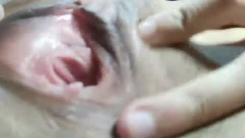 celestestephan online show from 01/31/25, 06:24