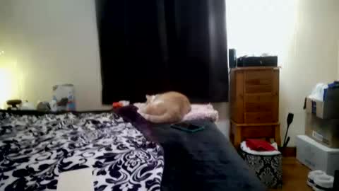 Snapshot of chinacove chatting on 01/31/26, 07:23 ChinaCove online show from 01/31/26, 07:23