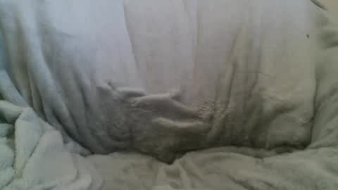 Snapshot of circumsizedbandit chatting on 02/10/25, 11:34 circumsizedbandit online show from 02/10/25, 11:34