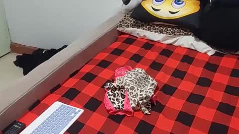 Snapshot of creamyhub chatting on 12/01/25, 07:02 creamyhub online show from 12/01/25, 07:02