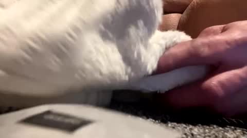 Snapshot of cumsinmealot chatting on 01/25/25, 08:42 Aprilia online show from 01/25/25, 08:42