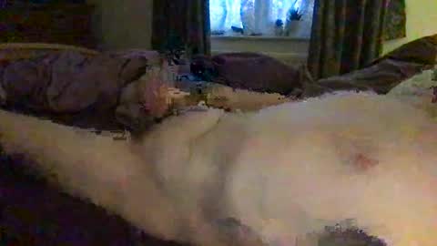 Snapshot of daddymoans4u chatting on 12/11/24, 08:15 daddymoans4u online show from 12/11/24, 08:15