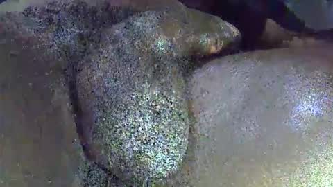Snapshot of dadyschlong chatting on 04/01/26, 11:44 GIANT Lamar 72 ft tall with a 10 inches BBC hard quick cumshot in private show lets go online show from 04/01/26, 11:44