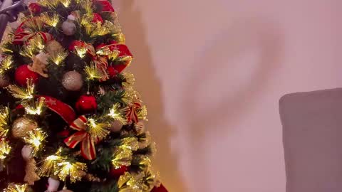 Dahli online show from 12/21/24, 10:06