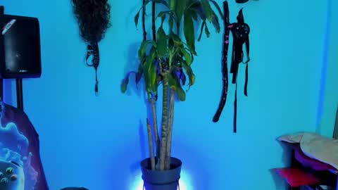 Damian torner online show from 10/28/25, 07:56