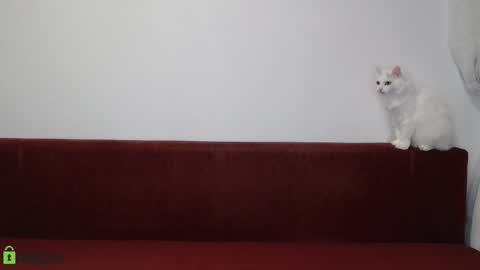 Snapshot of daniel_padalecki chatting on 11/17/25, 06:24 Daniel online show from 11/17/25, 06:24