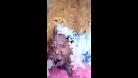dawgshort858 online show from 05/07/26, 02:22