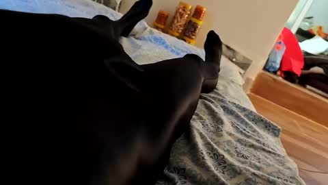 SpandexDiby online show from 04/27/26, 10:24