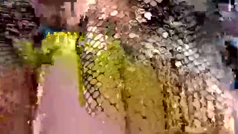 dwadek081704 online show from 09/19/25, 11:33