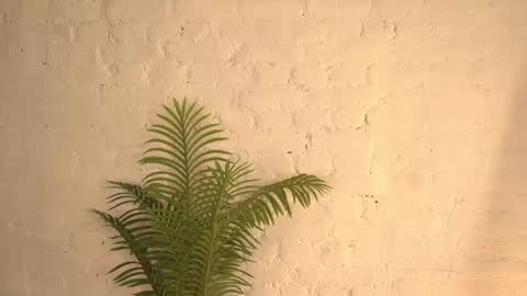 Snapshot of elliefrost chatting on 03/11/25, 12:22 elliefrost online show from 03/11/25, 12:22